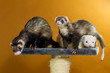 3 Frettchen