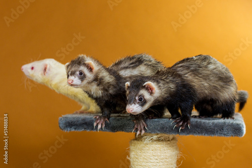 Photo: 3 Frettchen 3 Frettchen
