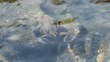 toad swimming underwater