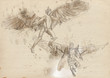 Icarus and Daedalus - full sized hand drawing