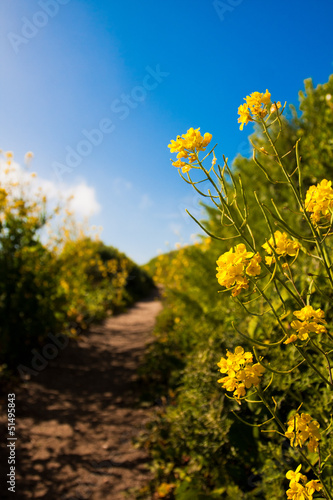 Photo: Wildflowers blooming Wildflowers blooming