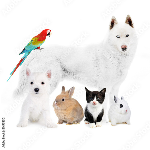 Photo: Dogs,cat, bird, rabbits - in front of a white Dogs,cat, bird, rabbits - in front of a white