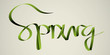 'spring' handmade calligraphy, vector EPS10