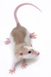 a cute little mouse - white background