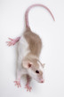 little mouse isolated on a white background