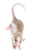 little rat - white background