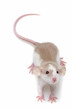 a cute little mouse on white background