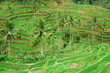 Rizières somptueuses - Bali