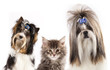dog of breed shih-tzu and  kitten