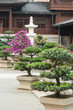 bonsai trees in Chi Lin nunnery