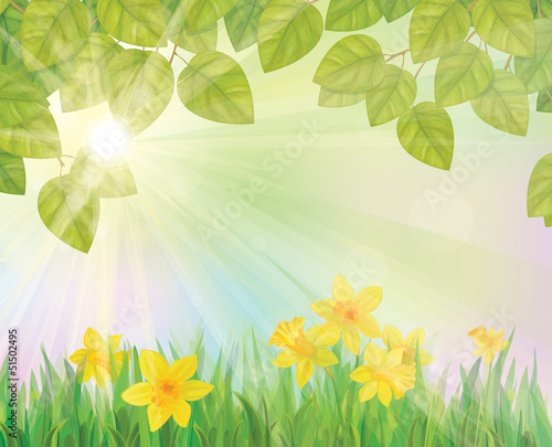 Vector: Vector of daffodil flowers on spring background. Vector of daffodil flowers on spring background.