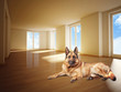 Photo: german sheperd on wood floor german sheperd on wood floor