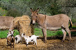 asini e capre in una fattoria della Toscana