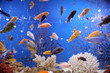 Colorful Fish