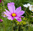 Pink cosmos