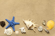 Shells and starfish on beach on sand background abstract