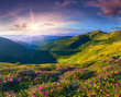 Magic pink rhododendron flowers in the mountains. Summer sunrise