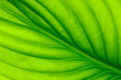 green leaf texture