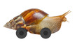 Snail