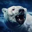 Polar bear