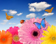 colorful gerberas with butterflies and ladybugs