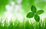 Fresh green grass with clover