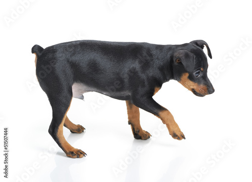 Photo: Miniature Pinscher Miniature Pinscher