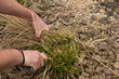 Rückschnitt von Gartenpflanzen