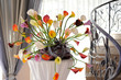 Colorful Callas