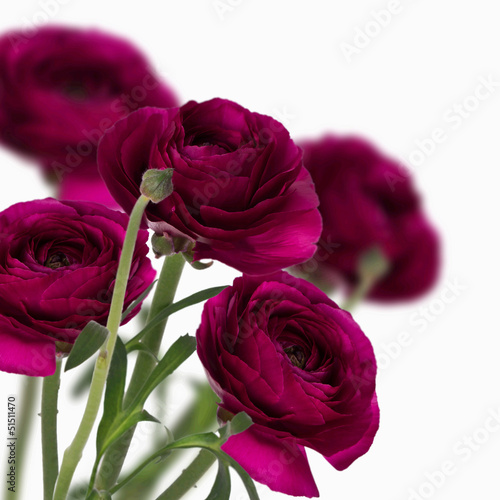 Photo: Beautiful isolated roses Beautiful isolated roses