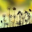 Floral background with dandelion