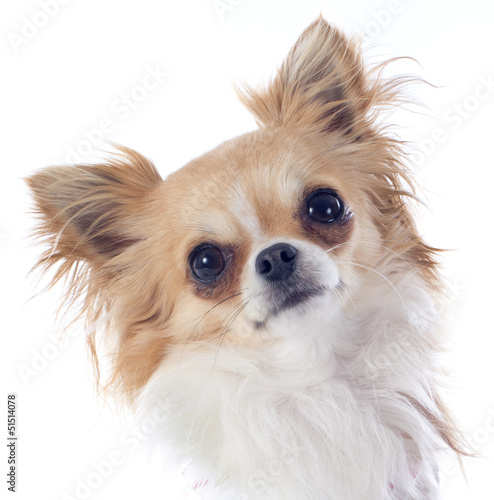 Photo: puppy chihuahua puppy chihuahua