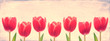 Red Tulip Row