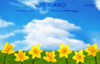 Daffodil Postcard