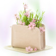Cherry Blossom