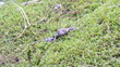 fire belly fire-bellied toad bombina orange belly on moss