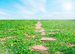 path in the grass