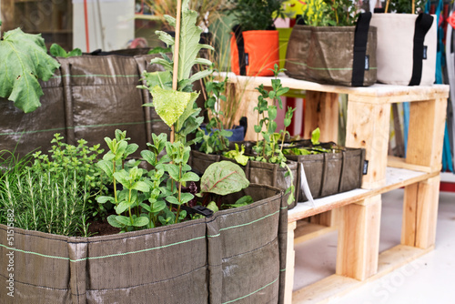 Photo: Petits potagers design Petits potagers design
