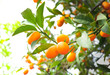 Kumquat Citrus Fruits on Branch