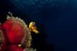 Photo: Clown red fish in red anemone in the black background Clown red fish in red anemone in the black background