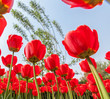Tulips