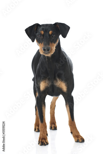 Photo: Deutscher Pinscher Deutscher Pinscher