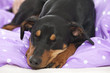 Photo: Sleeping dog Sleeping dog