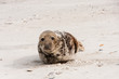 Robbe am Strand, Seal on the Beach