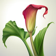 illustration of calla lily flower with leaves isolated