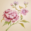 vintage peony spring flowers and leaves isolated