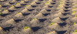 pattern of field with vegetables growing on volcanic earth