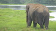 elefante nel prato