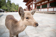 Deer - Todaiji Ancient Temple, Nara, Japan