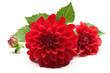 red dahlia flower